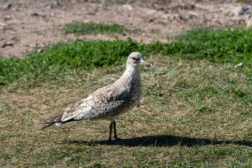 Juvenile Herring Gull Standing On Grass In Summer
