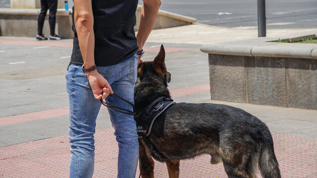 K9 Perro policia, antidroga y detección de explosivos, TEDAX , pero pastor alemán de la policía