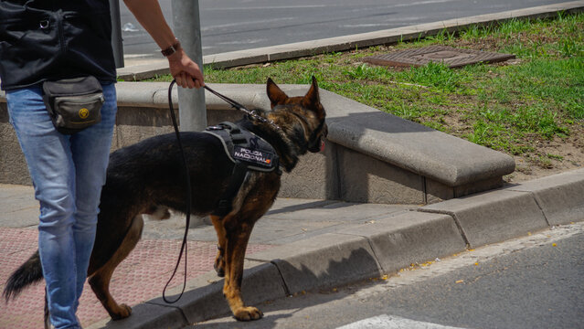 K9 Perro policia, antidroga y detección de explosivos, TEDAX , pero pastor alemán de la policía