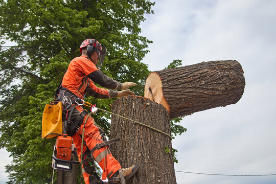 Tree surgeon. Working with a chainsaw. Sawing wood with a chainsaw.