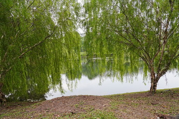Weeping willow with long green branches over the calm river water