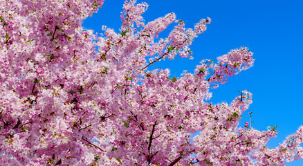 Fototapeta na wymiar beautiful pink petals of japanese trees
