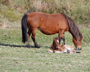 horse and foal