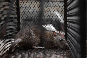 House rat trapped inside and cornered in a metal mesh mousetrap cage. Rat in a cage or rat trap at home or office on white background. Close-up mice or rat caught in a trap. 
