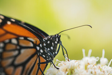Macro photography of a monarch butterfly (danaus plexippus) perched on a flower in Buenos Aires,...
