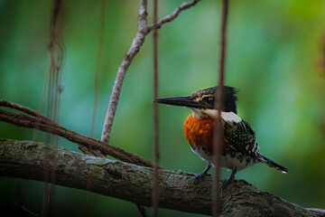 A male kingfisher (chloroceryle americana) posing in a tree in Buenos Aires Argentina.