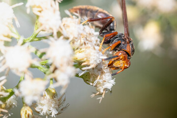 A wasp feeding on the nectar of flowers in Buenos Aires Argentina.