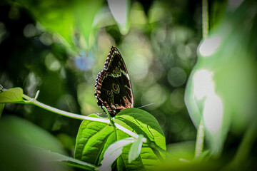 Exquisite Beauty: Morpho Butterfly Perched on a Leaf in the Misiones Jungle