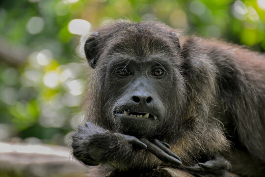 A majestic male carayá monkey in the Iguazú rainforest.
