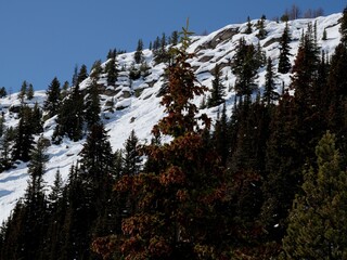 Trees in the mountains at Lake Louse Ski Slope