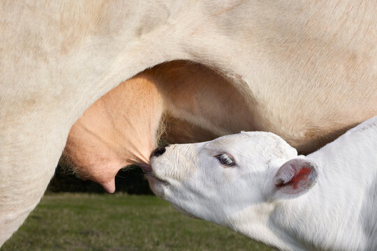 White calf drinks milk from udder on meadow