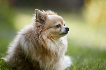 Close up portrait of a brown chihuahua