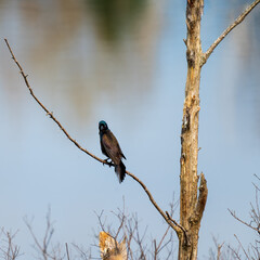 Common grackle giving s menacing stare over it's shoulder