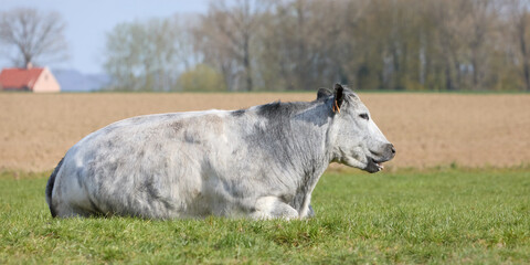 Gray white cow lays on the meadow grass