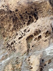 texture of the bark