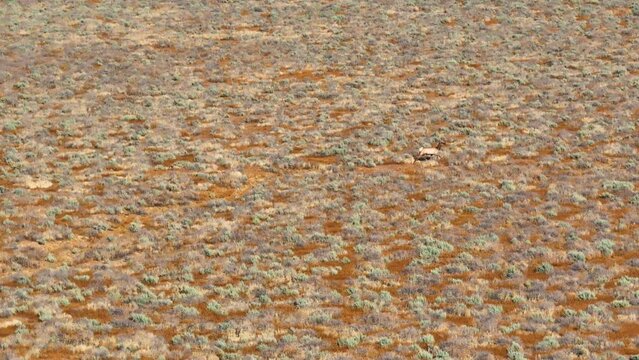 Antelope Deer California Valley Carrizo Plain Aerial Drone