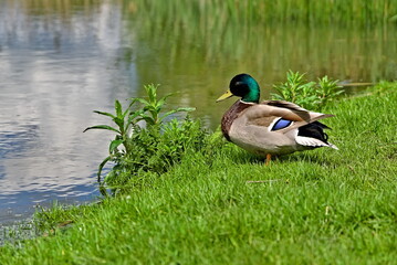 Fototapeta premium duck on the lake