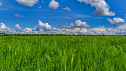 green grass and blue sky