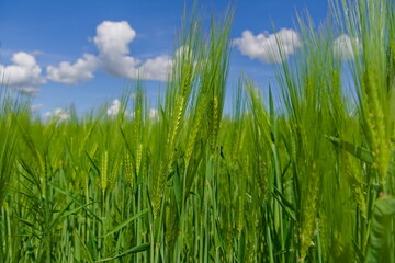 green grass and blue sky