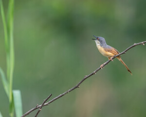 A Ashy Prinia calling