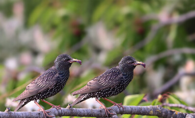 Two starlings are sitting among green leaves on the same branch with cherries in their beak