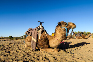 camel in the desert, photo as background