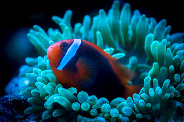 Fototapeta na wymiar Tomato Clownfish and host anemone in underwater