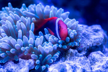 Tomato Clownfish and host anemone in underwater