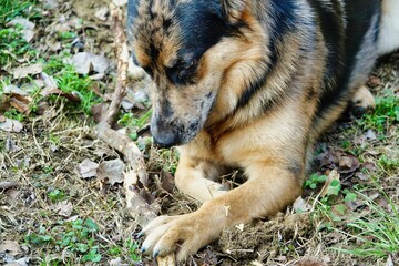 portrait of a dog image taken in Padova countryside, veneto , italy