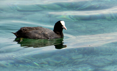 Eurasian coot (Fulica atra) on Geneva lake