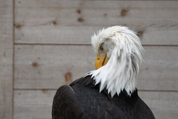 american bald eagle pruning feathers