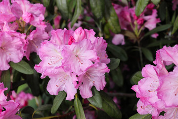 Close-up of a flowering branch of pink azalea in the spring. Azalea garden close-up. Azalea (Rhododendron) flowers. Ericaceae semi-deciduous plants. Flowering season in botanical garden.