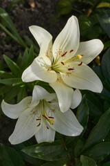 Lily (lat. Lilium) - the genus of plants of the family of Lily (Liliaceae). Lily blooms in the garden.