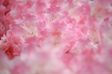 Rhododendron macrophyllum, Weltvogelpark Walsrode, Germany