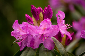 Obraz premium Rhododendron macrophyllum, Weltvogelpark Walsrode, Germany