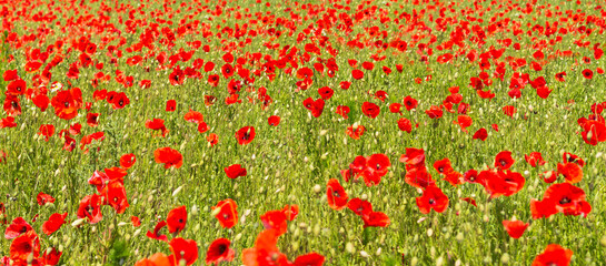 Panorama of a field of red poppies
