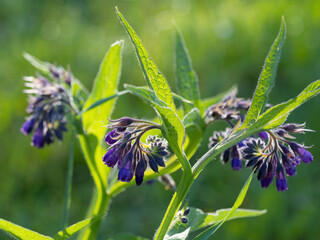 Beautiful blooming violet comfrey flowers - Symphytum officinale - in homemade garden. Illuminated by morning sunlight. Close-up. - obrazy, fototapety, plakaty
