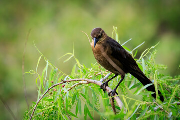 Female Great-tailed Grackle (Quiscalus mexicanus) perched in a tree