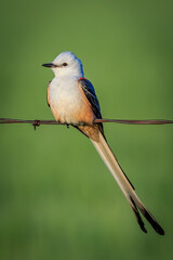 Scissor-tailed Flycatcher (Tyrannus forficatus) perched on a wire