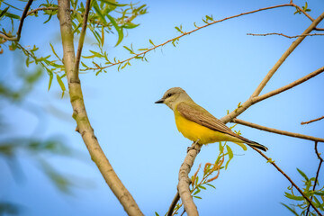 Western Kingbird (Tyrannus verticalis) perched in a tree
