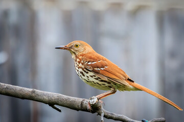 Brown Thrasher (Toxostoma rufum) perched on a branch