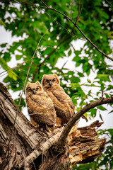 Great Horned Owl (Bubo virginianus) chicks in the nest