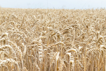 A yellow agricultural field with ripe wheat and a blue sky with clouds above it is the background of ripening ears of yellow wheat fields at sunset of a cloudy sky.