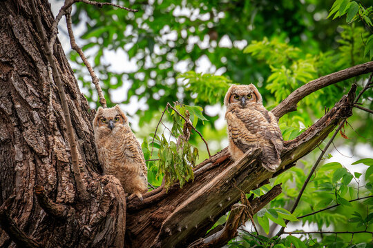 Great Horned Owl (Bubo virginianus) chicks in the nest