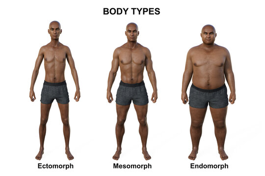A 3D illustration of a male body showcasing three different body types - ectomorph, mesomorph, and endomorph