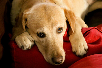 cute yellow labrador lies on the couch and looks tired at the camera