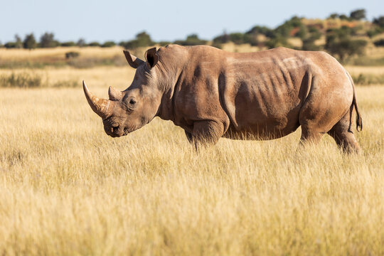 Southern African White Rhino Ceratotherium simum grazing in the Kalahari