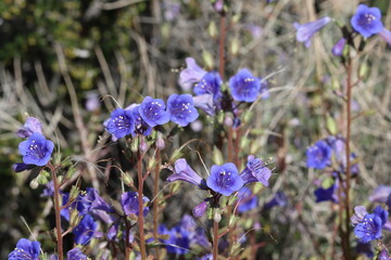 Bluebells, Phacelia Campanularia Variety Vasiformis, displaying springtime blooms in the Cottonwood Mountains, a native annual monoclinous herb with scorpioid cyme inflorescences.