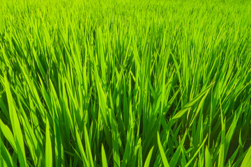 Fototapeta na wymiar Photos of young rice plants that are green in Indonesian rice fields and have not grained. Concept for agriculture, urban farming, food security, stability, World FAO United Stations Organization.