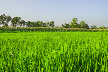 Obraz premium Rice plants that are green in Indonesian rice fields with blue sky and trees background. Concept for agriculture, urban farming, food security, stability, World FAO United Stations Organization.